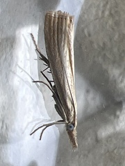 Agriphila straminella
