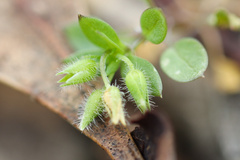 Stellaria apetala