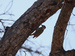 Chloropicus namaquus