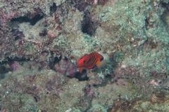 Centropyge loriculus