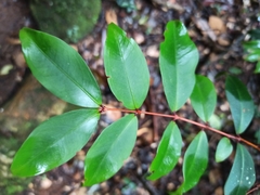 Pilidiostigma glabrum