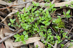 Stellaria apetala