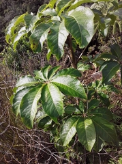 Schefflera digitata