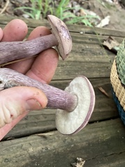 Tylopilus