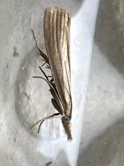 Agriphila straminella