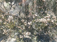 Erica umbellata