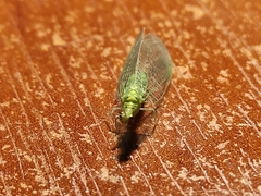 Pseudomallada prasinus