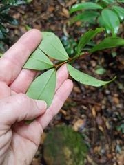 Pilidiostigma glabrum