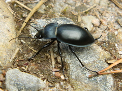 Carabus glabratus