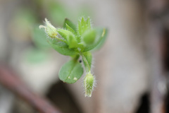 Stellaria apetala