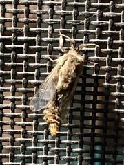 Thyridopteryx ephemeraeformis