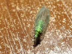 Pseudomallada prasinus