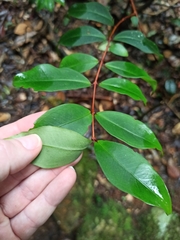 Pilidiostigma glabrum