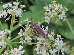 Anastrangalia dubia