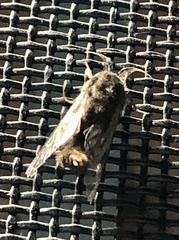 Thyridopteryx ephemeraeformis