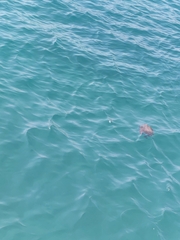 Cotylorhiza tuberculata