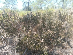 Erica umbellata