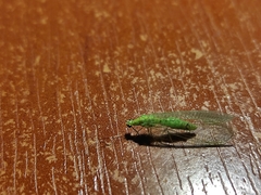 Pseudomallada prasinus