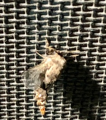 Thyridopteryx ephemeraeformis