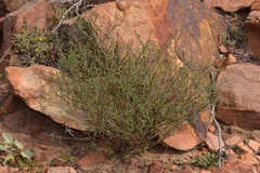 Euphorbiaceae
