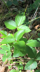 Toxicodendron rydbergii