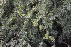 Prunus spinosa