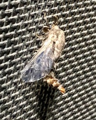 Thyridopteryx ephemeraeformis