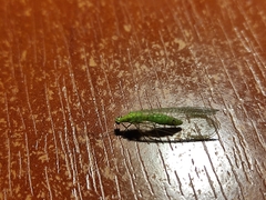 Pseudomallada prasinus