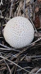 Lycoperdon marginatum