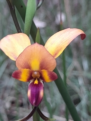 Diuris corymbosa
