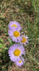 Erigeron speciosus