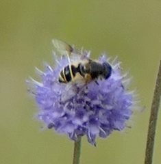 Eristalis