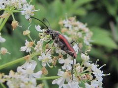 Anastrangalia dubia