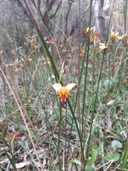 Diuris corymbosa