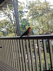 Alisterus scapularis