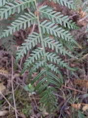 Pteridium esculentum