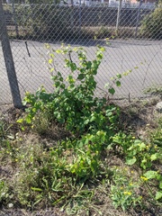 Vitis vinifera