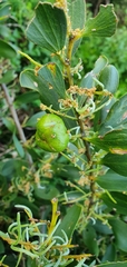 Acacia longifolia