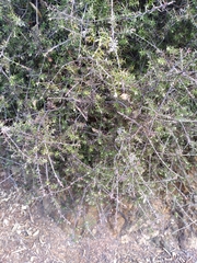 Leptecophylla juniperina