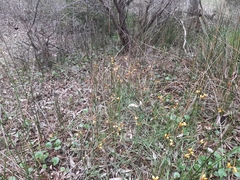 Diuris corymbosa