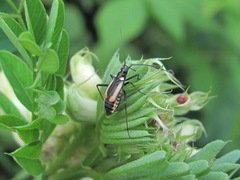 Alloeonotus spectabilis