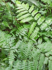 Diplazium dilatatum