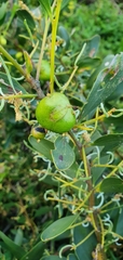 Acacia longifolia