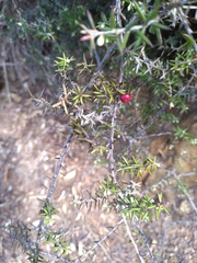 Leptecophylla juniperina