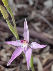 Caladenia latifolia
