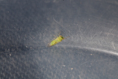 Platycorypha nigrivirga