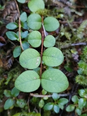 Metrosideros fulgens