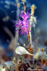 Flabellina affinis