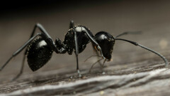Polyrhachis pilosa