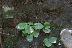Mickelopteris cordata
